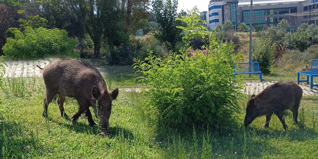 İzmir'de domuzlar şehre indi