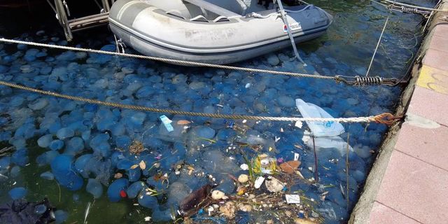 Foça'da denizanası istilasının ardından vakalar arttı