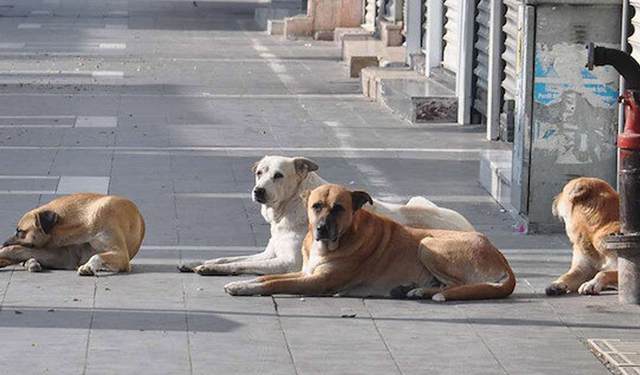 Başıboş köpek sorunu için yeni önlemler! Üç bakanlık masaya oturdu