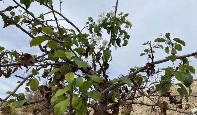 Ağaçlar yalancı bahara aldandı, çiçek açtı!