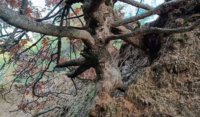 Manisa'daki yaşlı meşe ağacı ilgi odağı oldu