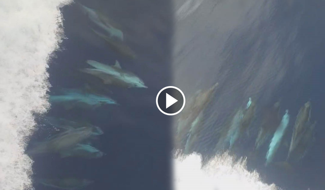 Yunus sürüsünün kuru yük gemisiyle oyunu kameralara yansıdı