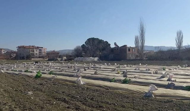 Manisa'da tütün üreticilerinin telaşı başladı