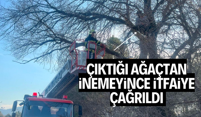 Çıktığı ağaçtan inemeyince itfaiye çağrıldı