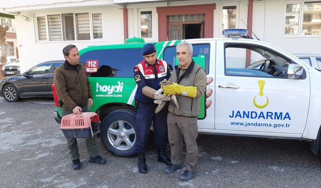 Yaralı şahinin yardımına jandarma koştu