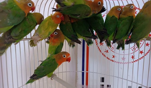 Manisa’da satışı yasak 14 papağana el konuldu! Şüpheliye 112 bin lira para cezası