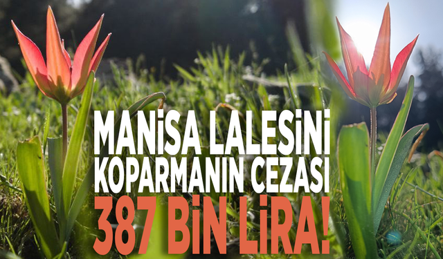 Manisa lalesini koparmanın cezası 387 bin lira!