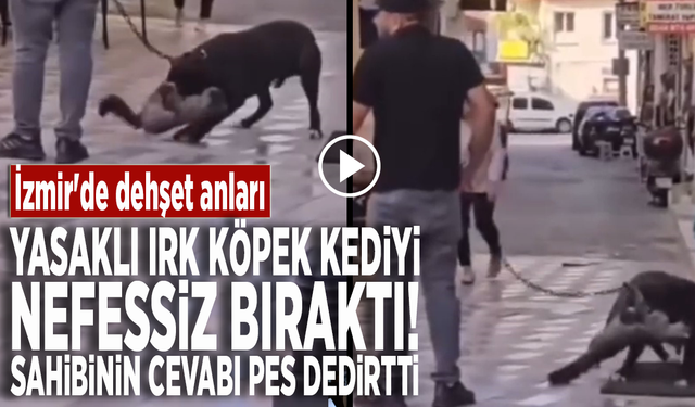 İzmir'de dehşet anları! Yasaklı ırk köpek kediyi nefessiz bıraktı... Sahibinin cevabı pes dedirtti