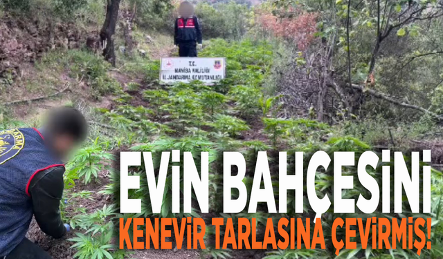 Evin bahçesini kenevir tarlasına çevirmiş!