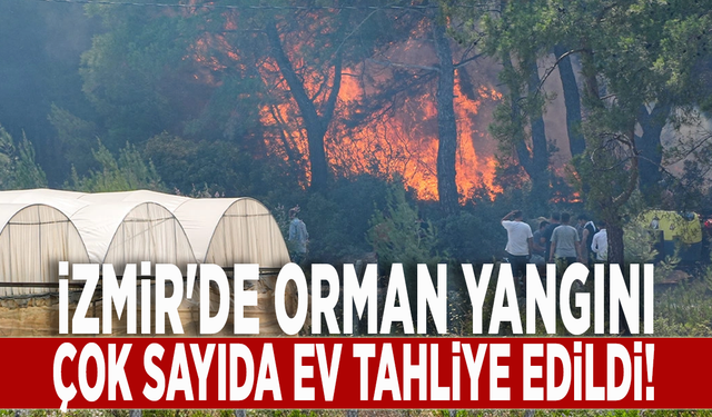 İzmir'de orman yangını: Çok sayıda ev tahliye edildi!