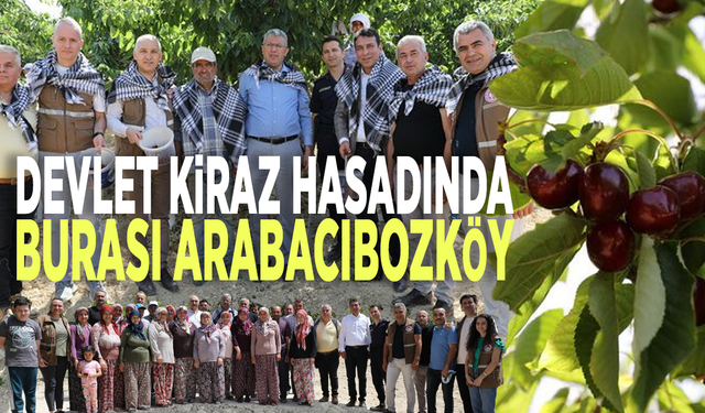 Devlet kiraz hasadında... Burası Arabacıbozköy