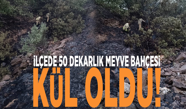 İlçede 50 dekarlık meyve bahçesi kül oldu!