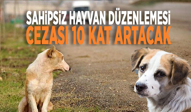 Sahipsiz hayvan düzenlemesi: Sokağa atanın cezası 10 kat artacak