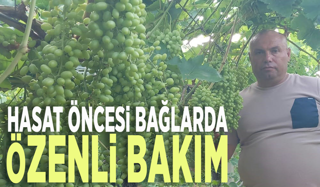 Hasat öncesi bağlarda özenli bakım