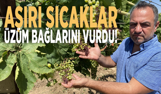 Aşırı sıcaklar üzüm bağlarını vurdu!