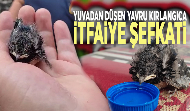 Yuvadan düşen yavru kırlangıcın imdadına itfaiye yetişti