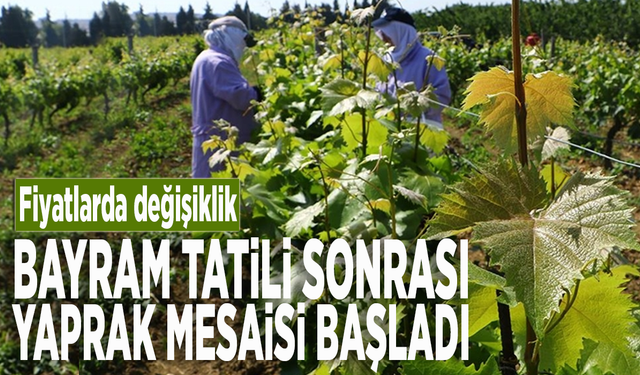 Bayram tatili sonrası yaprak mesaisi başladı: Fiyatlarda değişiklik