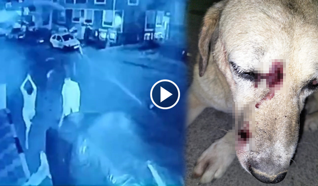 İzmir’de insanlık dışı olay! Baba oğul, görme engelli köpeğe sopalarla saldırdı