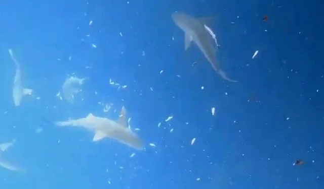 Akdeniz'de korku dolu anlar: Türk dalgıçlar köpek balığı sürüsüyle burun buruna geldi