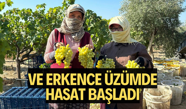 Manisa'da erkence üzümde hasat başladı