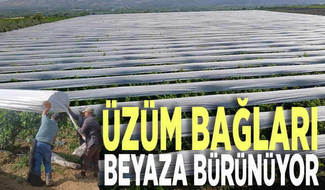 Üzüm bağları beyaza bürünüyor