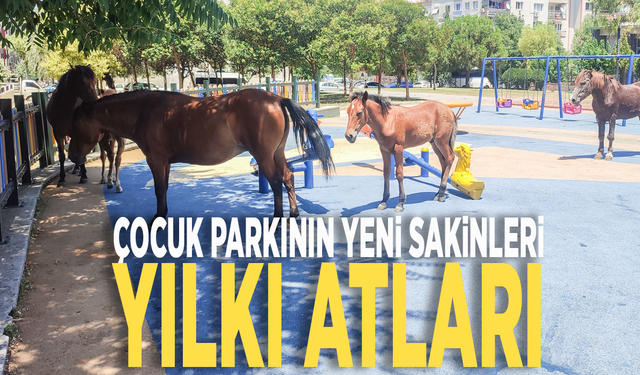 Çocuk parkının yeni sakinleri: Yılkı atları