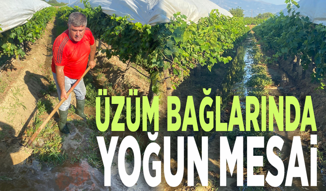 Üzüm bağlarında yoğun mesai