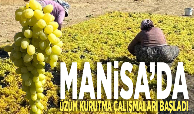 Manisa’da üzüm kurutma çalışmaları başladı