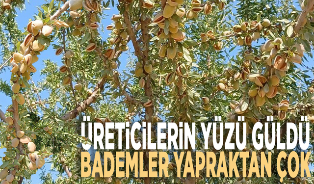 Verim üreticinin yüzünü güldürdü: Bademler yapraktan çok