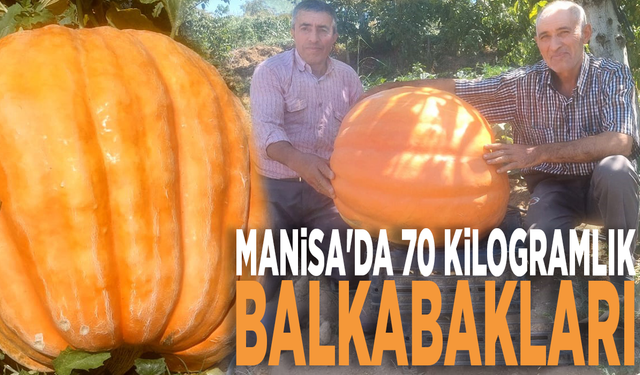 Manisa'da 70 kilogramlık balkabakları