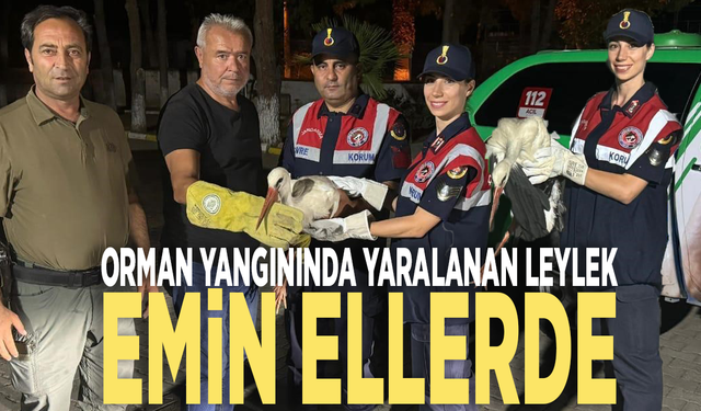 Orman yangınında yaralanan leylek emin ellerde