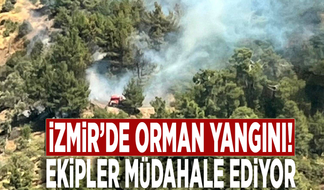 İzmir'de ormanlık alanda yangın!