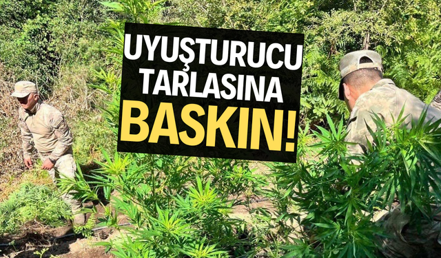 Uyuşturucu tarlasına baskın!