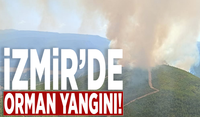 İzmir Menderes'te orman yangını!