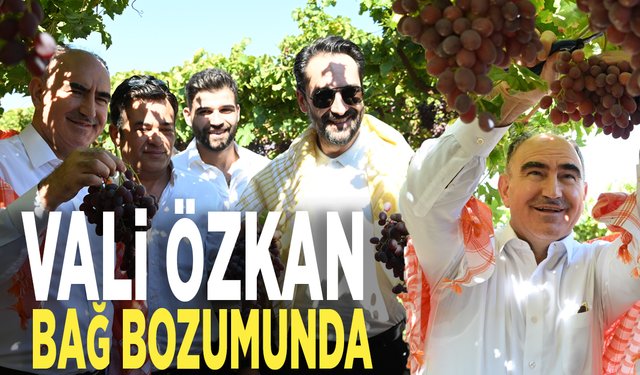 Vali Özkan, bağ bozumunda