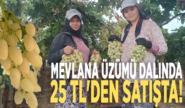 Manisa'da Mevlana üzümü dalında 25 TL'den satışta!