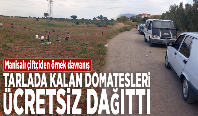 Manisalı çiftçiden örnek davranış: Tarlada kalan domatesleri ücretsiz dağıttı