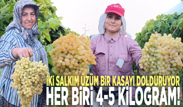 İki salkım üzüm bir kasayı dolduruyor: Her biri 4-5 kilogram!