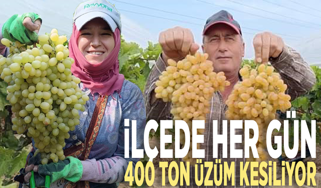 İlçede her gün 400 ton üzüm kesiliyor