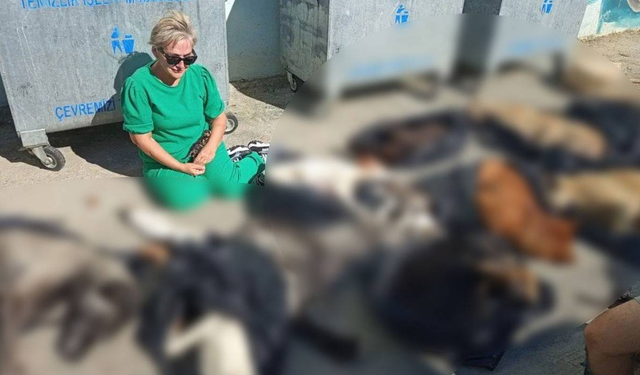 Gebze'de hayvan katliamı: Çöp torbalarından çok sayıda kedi ve köpek çıktı!