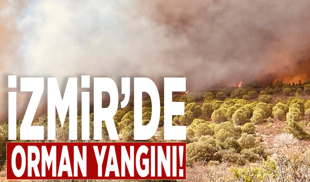 İzmir Foça’da orman yangını!