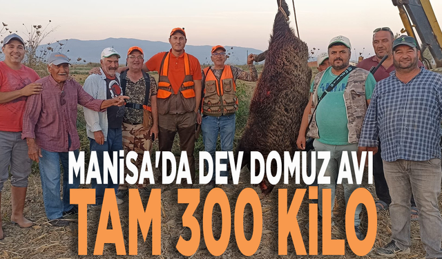 Manisa'da dev domuz avı: Tam 300 kilo