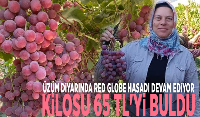 Üzüm diyarında Red Globe hasadı devam ediyor: Kilosu 65 TL'yi buldu