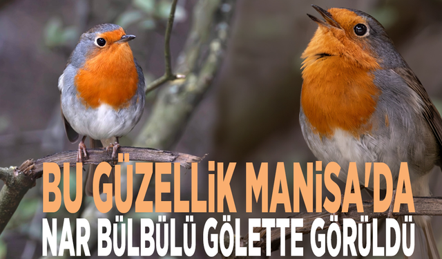 Bu güzellik Manisa'da: Nar bülbülü gölette görüldü