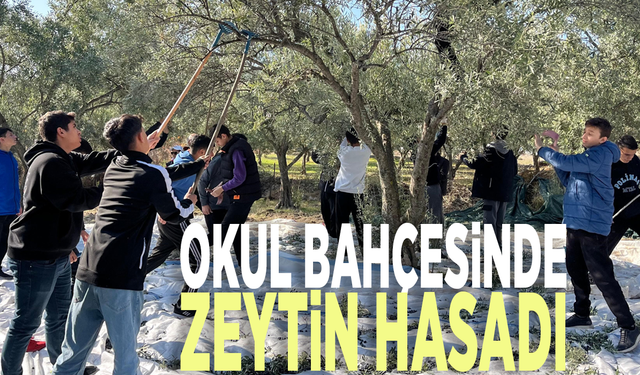 Okul bahçesinde zeytin hasadı