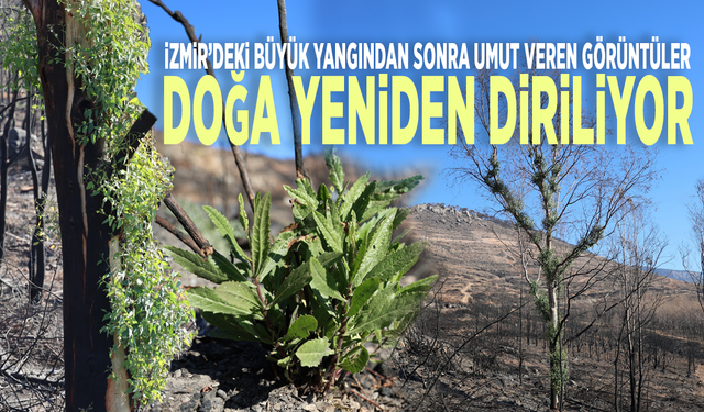 İzmir’deki büyük yangından sonra umut veren görüntüler: Doğa yeniden diriliyor