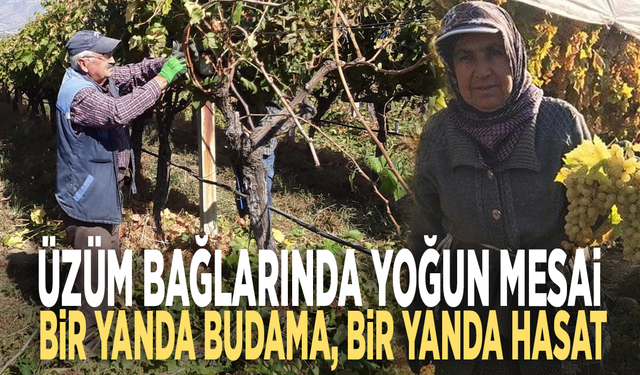 Üzüm bağlarında yoğun mesai: Bir yanda budama, bir yanda hasat