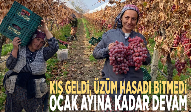 Kış geldi, üzüm hasadı bitmedi: Ocak ayına kadar devam