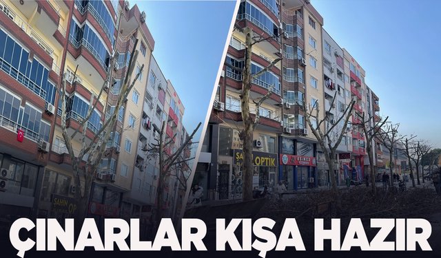 Manisa'da 159 çınar ağacı kış hazırlığını tamamladı