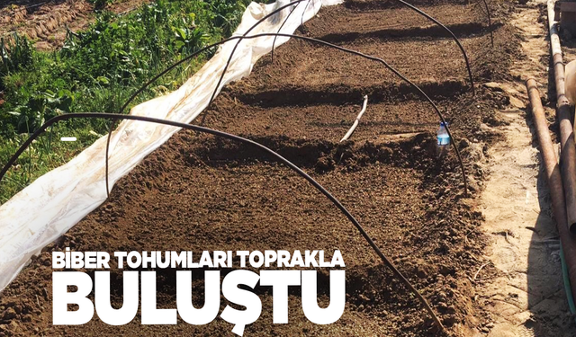 Emcelli'nin ata tohumu biberi toprakla buluştu